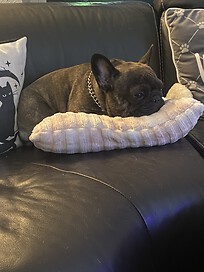 My sweet baby girl, Bijoux 