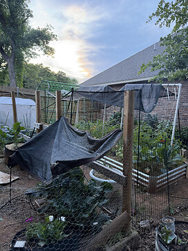 This is the most recent picture of a section of my garden